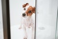 cute wet jack russell dog standing in shower ready for bath time. Pets indoors at home Royalty Free Stock Photo