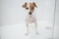 cute wet jack russell dog standing in shower ready for bath time. Selective Focus on water drops on glass. Pets indoors at home Royalty Free Stock Photo