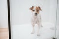 cute wet jack russell dog standing in shower ready for bath time. Selective Focus on water drops on glass. Pets indoors at home Royalty Free Stock Photo