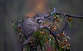 Cute wet raccoon on a tree.