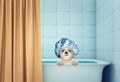 Cute wet shitzu dog in the bath Royalty Free Stock Photo
