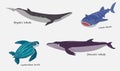 The cute whales and turtle vector.