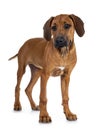 Sweet Rhodesian Ridgeback puppy on white Royalty Free Stock Photo