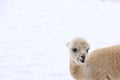 Cute white alpaca portrait. Big fluffy cute animals chilling outside