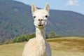 Cute, white alpaca portrait.