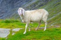 Cute white alpine sheep on mountain pasture