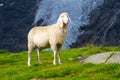 Cute white alpine sheep on mountain pasture