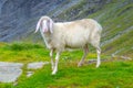 Cute white alpine sheep on mountain pasture