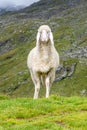 Cute white alpine sheep on mountain pasture