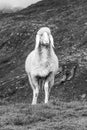 Cute white alpine sheep on mountain pasture