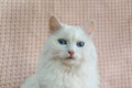 Cute white Angora cat with beautiful blue eyes is sitting on sofa and looking straight ahead Royalty Free Stock Photo