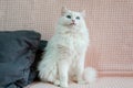 Cute white Angora cat with beautiful blue eyes is sitting on sofa and looking straight ahead Royalty Free Stock Photo