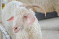 Cute white Angora goat in close up. Royalty Free Stock Photo