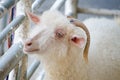 Cute white Angora goat in close up. Royalty Free Stock Photo
