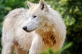 Cute White Arctic Wolf in Nature