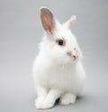 Cute white baby bunny rabbit on a seamless light background