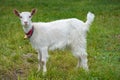 Cute white baby goat grazing on a green meadow, countryside background Royalty Free Stock Photo