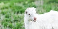 Cute white baby goat in green grass of meadow. Royalty Free Stock Photo