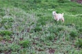 Cute white baby goat in green grass of meadow. Royalty Free Stock Photo