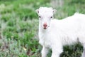 Cute white baby goat in green grass of meadow. Royalty Free Stock Photo