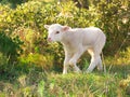 Cute white baby lamb walking in a meadow Royalty Free Stock Photo