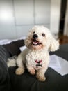Cute white bichon frise dog. Royalty Free Stock Photo