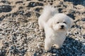 Cute white Bichon Frise puppy walking on a beach Royalty Free Stock Photo