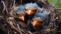 cute white bird sitting in nest with little babies generated by AI tool