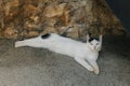 Cute white and black cat laying on a street of Supetar town, Croatia. Portrait of a street cat Royalty Free Stock Photo