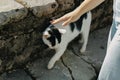 Cute white and black cat near a stone wall on a street Royalty Free Stock Photo