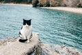 Cute white and black cat sitting on a stone by the sea near Budva, Montenegro Royalty Free Stock Photo