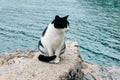 Cute white and black cat sitting on a stone by the sea near Budva, Montenegro Royalty Free Stock Photo