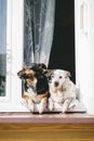 Cute white and black dogs in window. Dogs resting on a sunny day Royalty Free Stock Photo