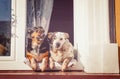 Cute white and black dogs in window. Dogs resting on a sunny day. Vintage style Royalty Free Stock Photo