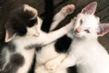 Cute white-black kittens lying together on the wooden boards outdoors Royalty Free Stock Photo