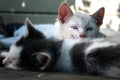 Cute white-black kittens sleeping together on the wooden boards outdoors Royalty Free Stock Photo