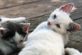 Cute white-black kittens sleeping together on the wooden boards outdoors Royalty Free Stock Photo