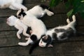 Cute white-black kittens sleeping together on the wooden boards outdoors Royalty Free Stock Photo