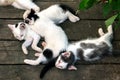 Cute white-black kittens sleeping together on the wooden boards outdoors Royalty Free Stock Photo