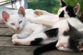 Cute white-black kittens sleeping together on the wooden boards outdoors Royalty Free Stock Photo