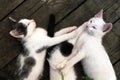 Cute white-black kittens sleeping together on the wooden boards outdoors Royalty Free Stock Photo