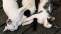 Cute white-black kittens sleeping together on the wooden boards outdoors Royalty Free Stock Photo