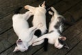 Cute white-black kittens sleeping together on the wooden boards outdoors Royalty Free Stock Photo