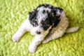 Cute white and black puppy sitting on green rug at home Royalty Free Stock Photo