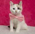 white and blue eyed kitten cat wearing a pink bow tie sitting down portrait Royalty Free Stock Photo