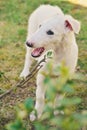 Cute white borzoi puppy in the garden or backyard. Russian greyhound dog outside chewing, tearing and ripping branches from a bush