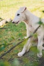 Cute white borzoi puppy in the garden or backyard. Russian greyhound dog outside chewing, tearing and ripping branches from a bush