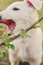 Cute white borzoi puppy in the garden or backyard. Russian greyhound dog outside chewing, tearing and ripping branches from a bush