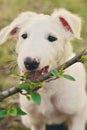 Cute white borzoi puppy in the garden or backyard. Russian greyhound dog outside chewing, tearing and ripping branches from a bush