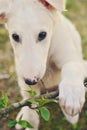 Cute white borzoi puppy in the garden or backyard. Russian greyhound dog outside chewing, tearing and ripping branches from a bush